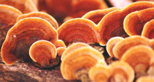 Kanker bestrijden met de reishi paddenstoel