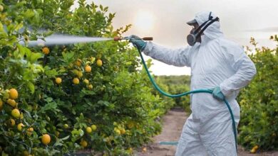 Pesticiden op groenten en fruit veroorzaken hersenschade
