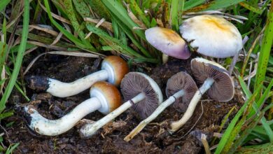 Magic mushrooms stopt chronische pijn wekenlang