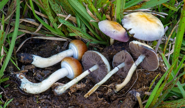 Magic mushrooms stopt chronische pijn wekenlang