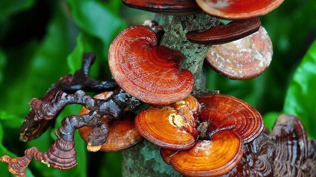 Reishi-paddenstoel: natuurlijke bescherming tegen kanker